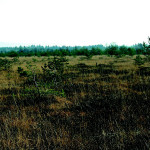 Ibmer Moor © Land OÖ/ Abt. Naturschutz