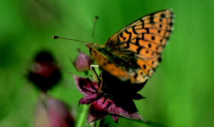 Hochmoor-Perlmuttfalter auf Blutauge © V. Feichtinger