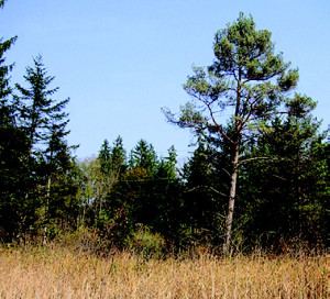 Rotkiefer, Berberitze und Liguster prägen den seltenen Lebensraumtyp Kiefernwald © C. Arming & C. Eichberger