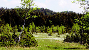 Wasenmoos © W. Kunnert/ Verein Wasenmoos
