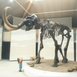 Mammutmuseum Siegsdorf © R. Darga / Gemeinde Siegsdorf