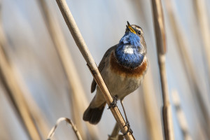 Weißsterniges Blaukehlchen (Männchen) © R. Müller