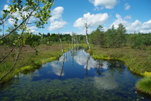 Wiedernässter ehemaliger Torfstich © B. Riehl