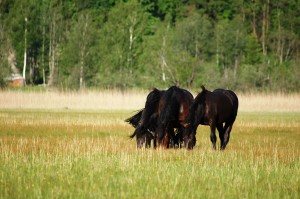 Zeller Moor © C. Nöbauer