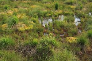 Schlenken und Bulte in einem wachsenden Hochmoor © S. Kattari