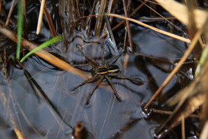 tpisches Tier im Hochmoor: die Listspinne © S. Kattari