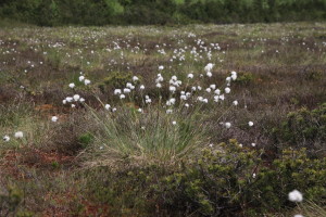 typische Pflanze im Hochmoor: das Scheidige Wollgras © S. Kattari