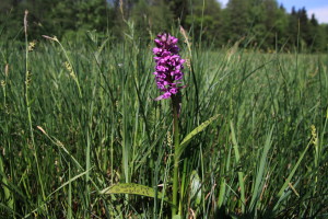 typische Pflanze im Niedermoor: das Breitblättrige Knabenkraut © S. Kattari