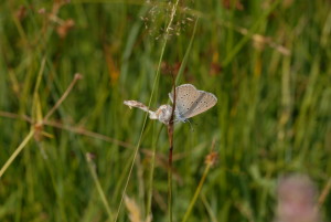 typisches Tier im Niedermoor: der Helle Wiesenknopf-Ameisenbläuling © S. Kattari